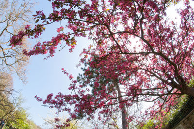 Low angle view of trees against sky