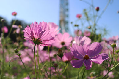 Close-up of pink cosmos flowers against sky