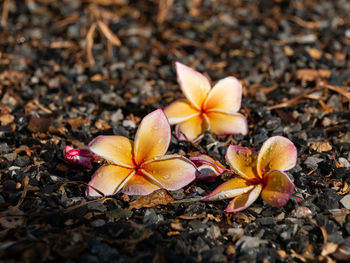 Photos of plumeria flowers on the ground.