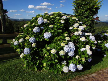 Close-up of hydrangea flowers growing on plant against sky