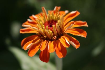 Close-up of yellow flower