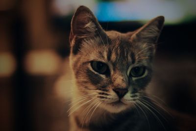 Close-up portrait of cat