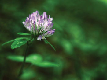 flowering plant