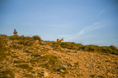 A beautiful, curious wild chamois grazing on the slopes of tatra mountains.