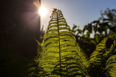 Close-up of fern leaves against sky