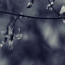 Close-up of flower blooming outdoors