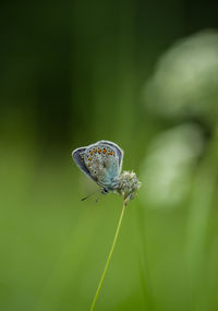 Close-up of butterfly pollinating flower