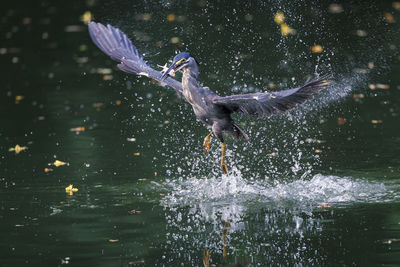 flying