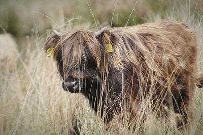 Horse in a field