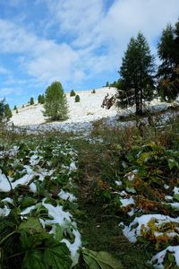 Trees on field against sky during winter