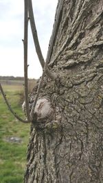 Close-up of tree trunk