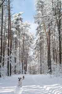 Dog on snow covered landscape