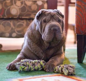 Close-up of sharpei dog