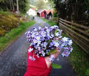 Close-up of hand holding purple flowering plant