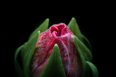Close-up of red rose flower against black background