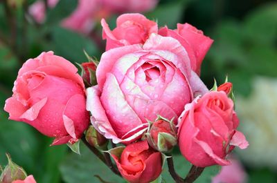 Close-up of pink roses