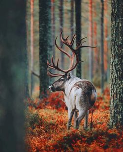 Deer in a forest