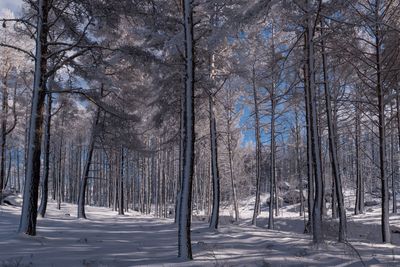 Trees in forest during winter