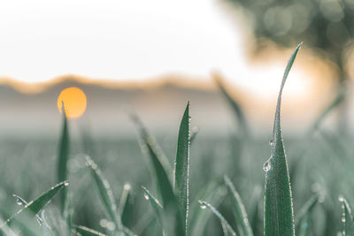 Close-up of fresh plants on field against sky