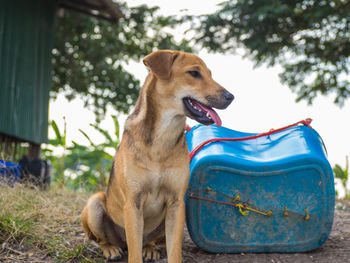 Close-up of dog