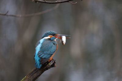 Close-up of bird perching on branch