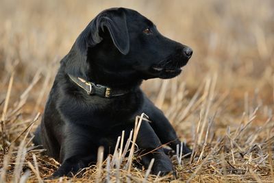 Black dog on field