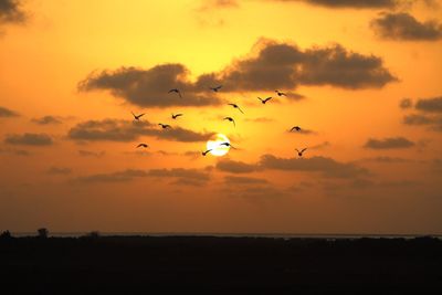 Silhouette birds flying in sky during sunset