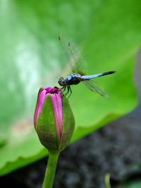 Close-up of insect on flower