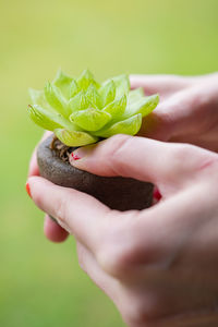 Cropped hand of woman holding flower
