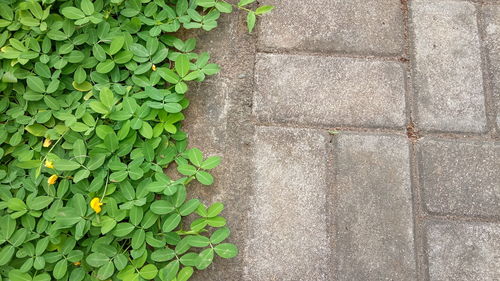 High angle view of stone wall