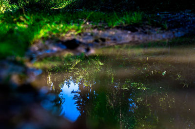 Reflection of trees in puddle