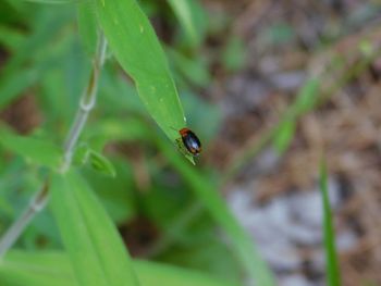 Close-up of insect on leaf