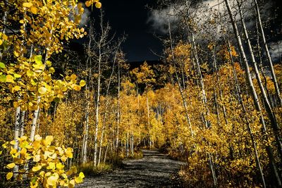 Road passing through trees