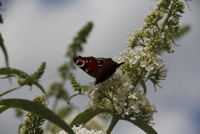 Close-up of butterfly on plant