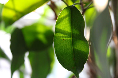 Close-up of green leaf