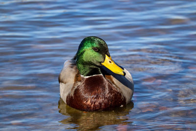 Charming mallard duck