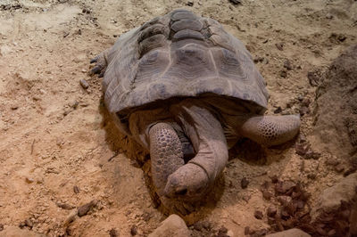 High angle view of tortoise on sand