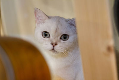 Close-up portrait of a cat