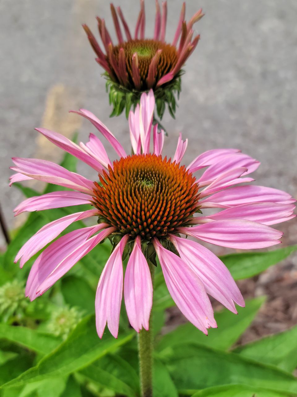 CLOSE-UP OF PINK LOTUS