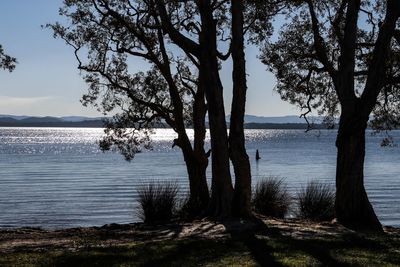 Trees by sea against sky