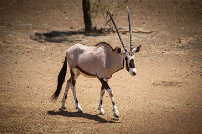 Gemsbok walks across rocky ground past tree