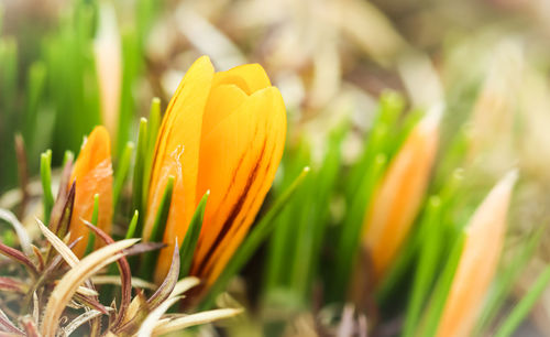 Close-up of purple crocus flower