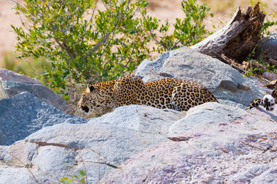 Giraffe relaxing on rock