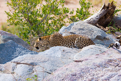Leopard relaxing on rock
