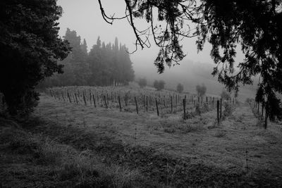 Trees on field against sky