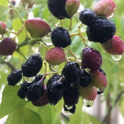 Close-up of berries growing on tree