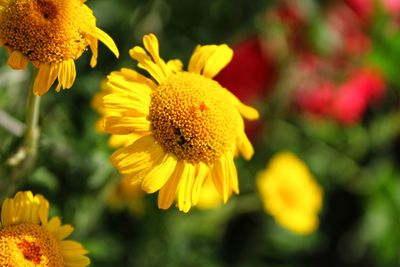 Close-up of yellow flowering plant