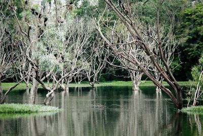 Reflection of trees in lake