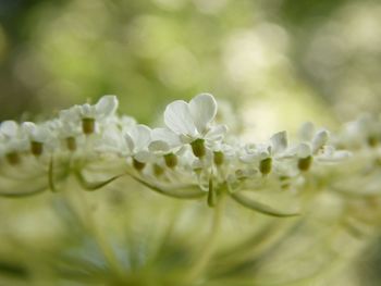 Close-up of white flowering plant leaves