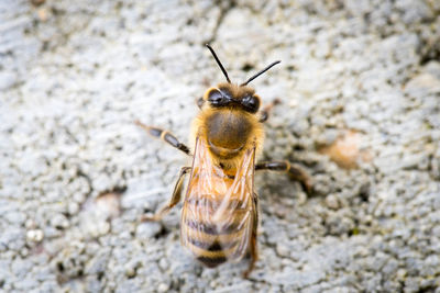 Close-up of bee on rock